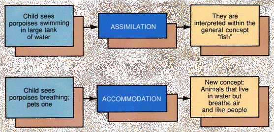 what is assimilation in child development